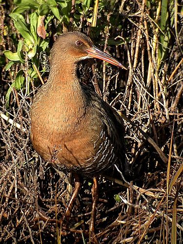 Mangrove rail